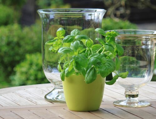 St. Patrick’s Day Dinner