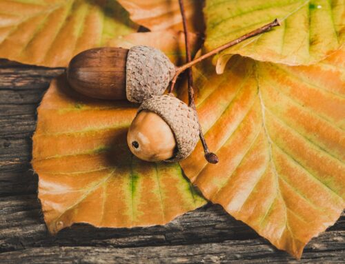 Decorating Your Thanksgiving Table with Leaves
