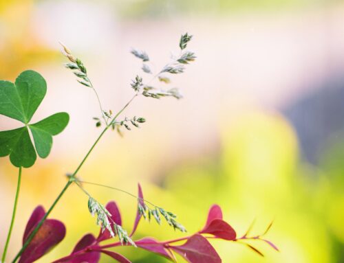 Send a St. Patrick’s Day Greeting