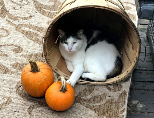 Handing Out Truth with Your Candy