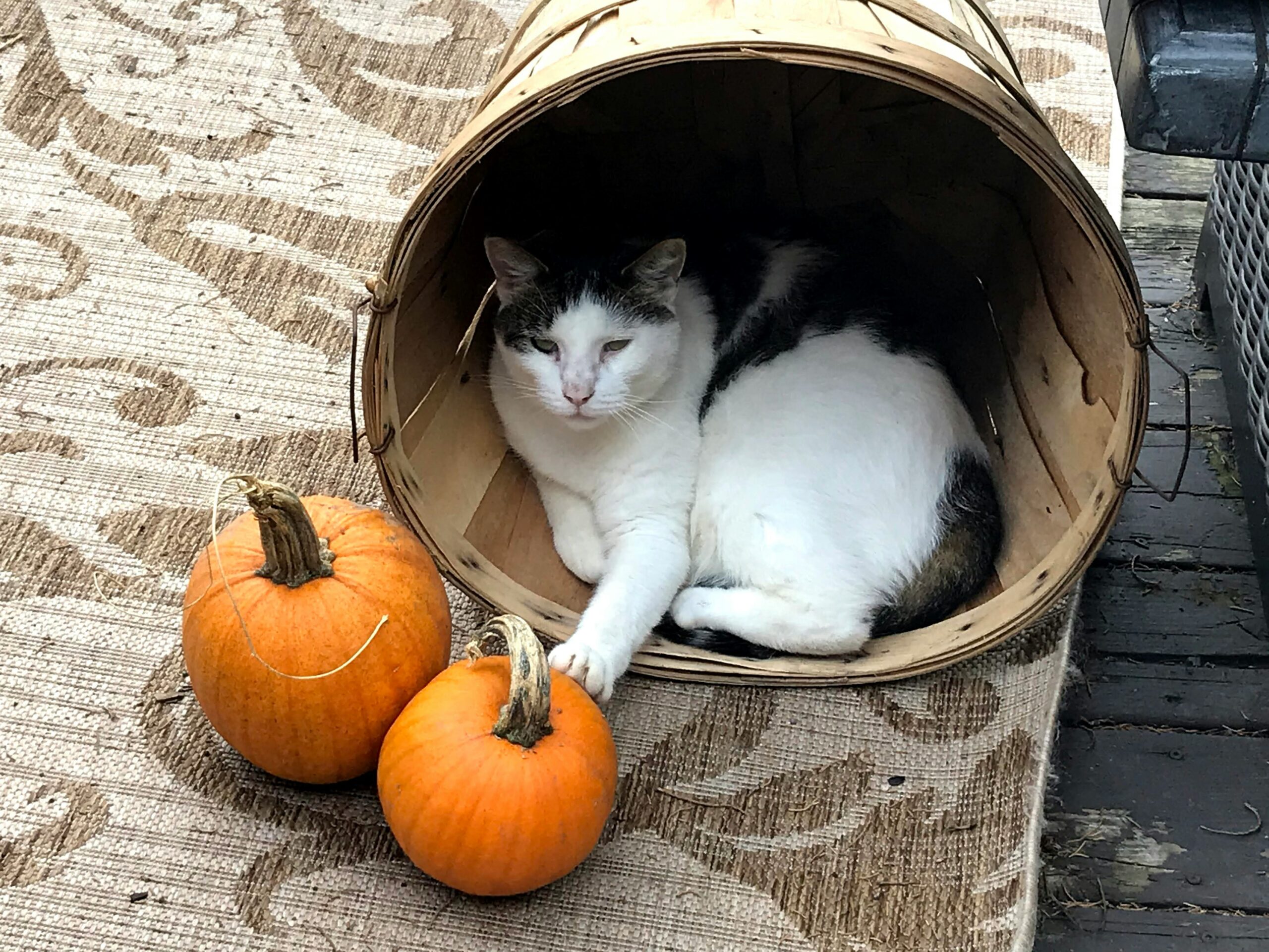 Cat in a Halloween Basket Tract for Trick or Treaters